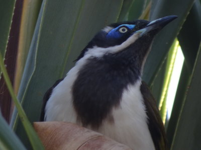 BrisbaneBlueCheekHoneyEater06915.JPG