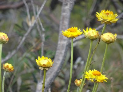 NoosaPaperDaisy6810.JPG