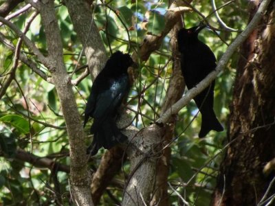 NoosaSpangledDrongo.JPG