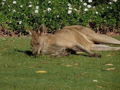 TwinWatersKangaroo6584.JPG