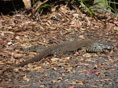 LamingtonGoanna06826.JPG