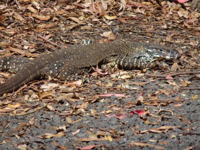 LamingtonGoanna06830.JPG