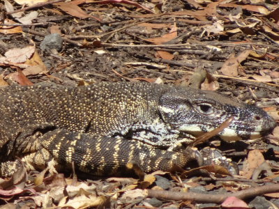 LamingtonGoanna06852.JPG