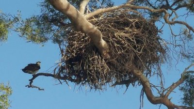 HerveyBay_Osprey42245.jpg