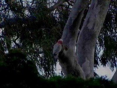 HerveyBayGalahNesting06787.JPG