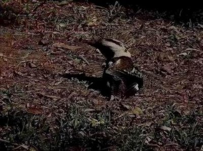 HerveyBayKookaburraDustBath.JPG