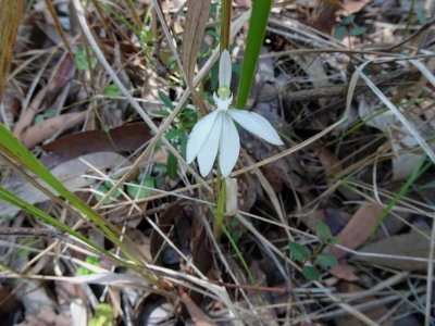 DudleyBushWalk06988.JPG