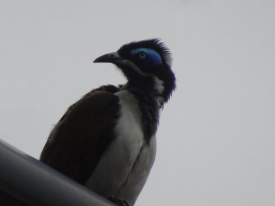 BlueFacedHoneyEater07013.JPG