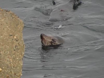 NewcastleBreakwallSeal06988.JPG