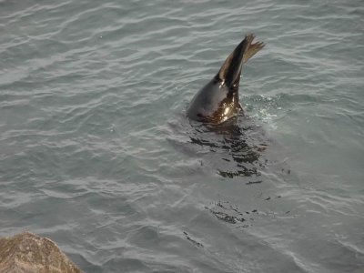 NewcastleBreakwallSeal06991.JPG