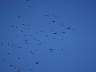 Pelicans07020.JPG