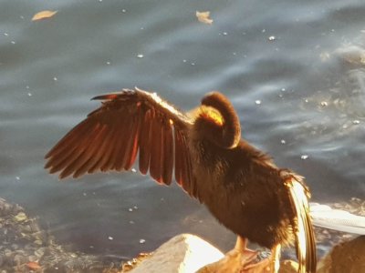 Darter.jpg