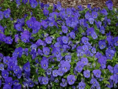 HunterValleyGardens06968.JPG