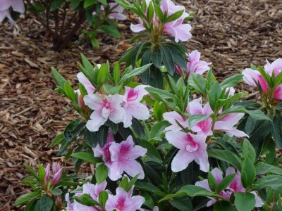 HunterValleyGardensAzaleas06976.JPG