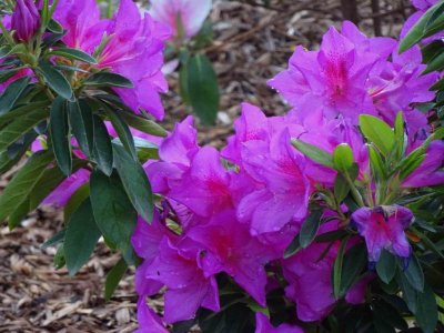 HunterValleyGardensAzaleas06977.JPG