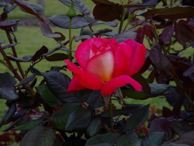 HunterValleyGardensRose.JPG