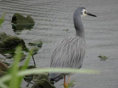 HunterValleyGardensWhiteFaceHeron.JPG