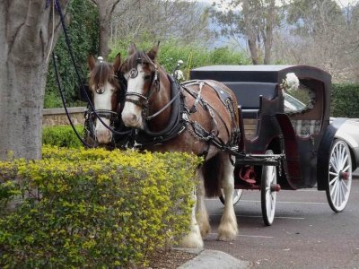 HunterValleyHorses06947.JPG
