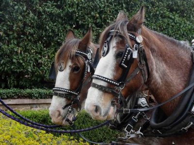 HunterValleyHorses06948.JPG