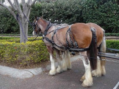 HunterValleyHorses06949.JPG