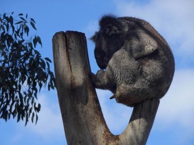 HunterValleyZooKoala.JPG