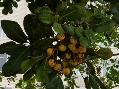 Newcastle_Tree_Fruits_165862.jpg