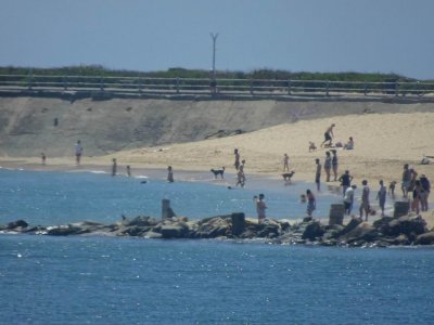 NewcastleDogBeach.JPG