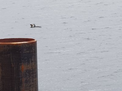 Cormorant20181205_170644.jpg