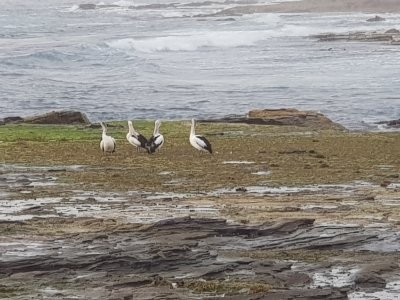 Pelicans20181210_062554.jpg