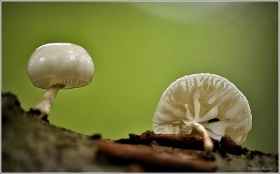 DSC_7627ab.JPG