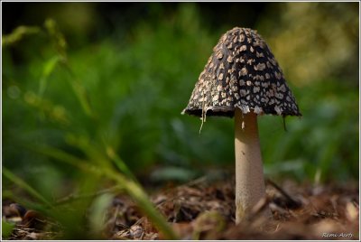 Geschubde inktzwam (Coprinus comatus).JPG