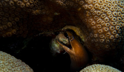 Chestnut Moray