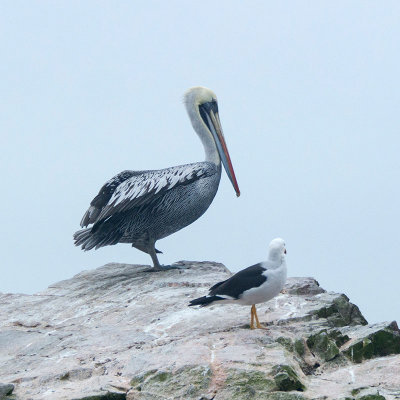Ballestas Islands