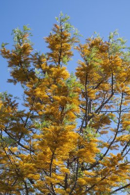 Silky Oak