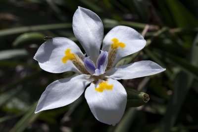 Dietes