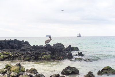 Galapagos Pelican