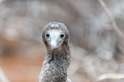 Blue Footed Booby