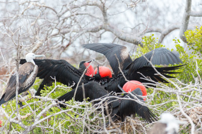 Magnificent Frigate Bird