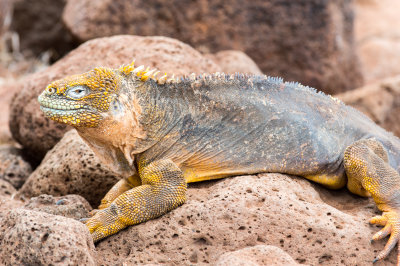 Giant Iguana