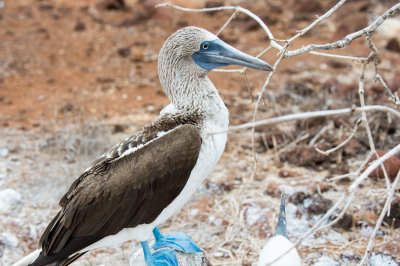 Blue Footed Booby