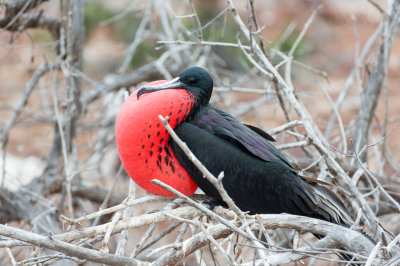 Magnificent Frigate Bird