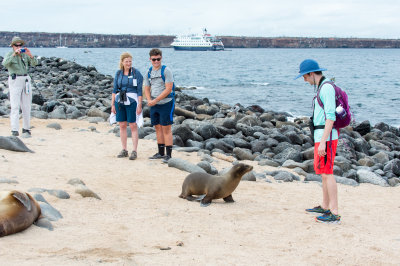 Galapagos Seal