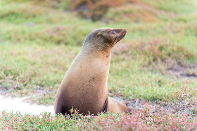 Galapagos Seal