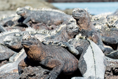 Iguana
