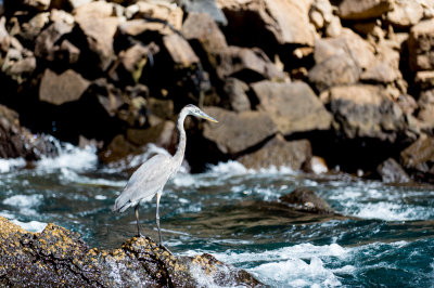 Galapagos Crane