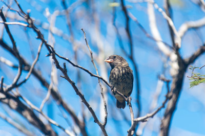 Galapagos Finch