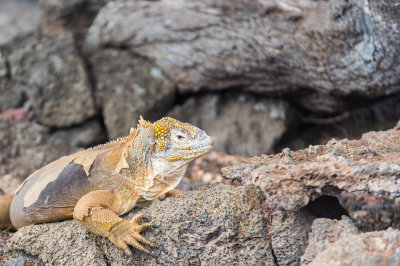 Iguana