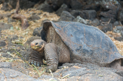 Giant Turtle