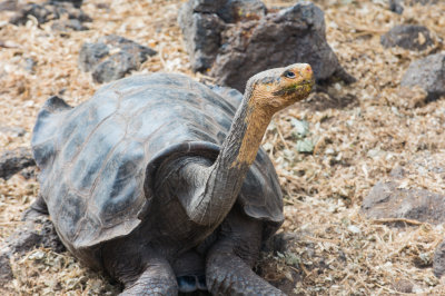 Giant Turtle