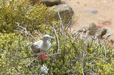 Red Footed Booby
